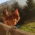 Goscinne Kurza Zagroda Apartamento