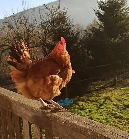 Goscinne Kurza Zagroda Апартаменты