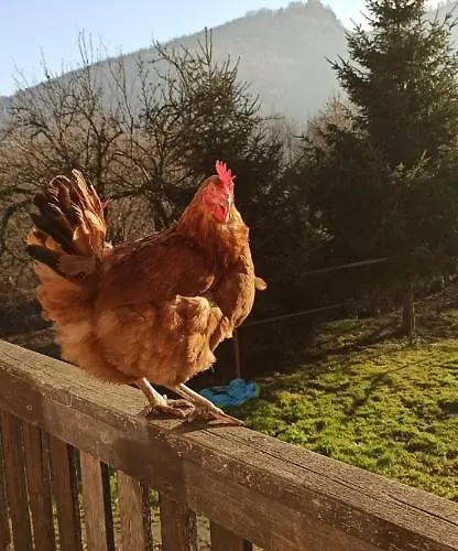 Goscinne Kurza Zagroda 公寓